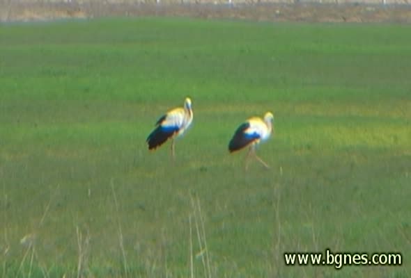 Първите щъркели долетяха край Стара Загора