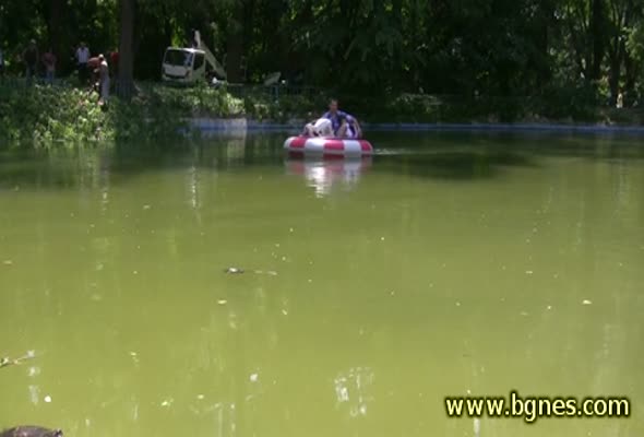 Водни костенурки – атракция в морската градина