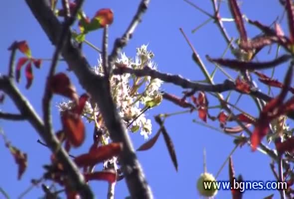 Кестените във Варна разцъфнаха